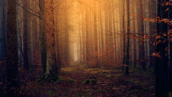 736